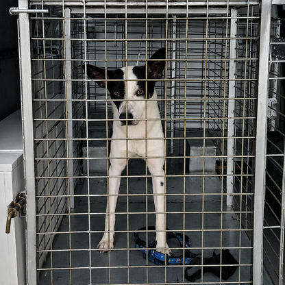 Feed a Rescue Dog